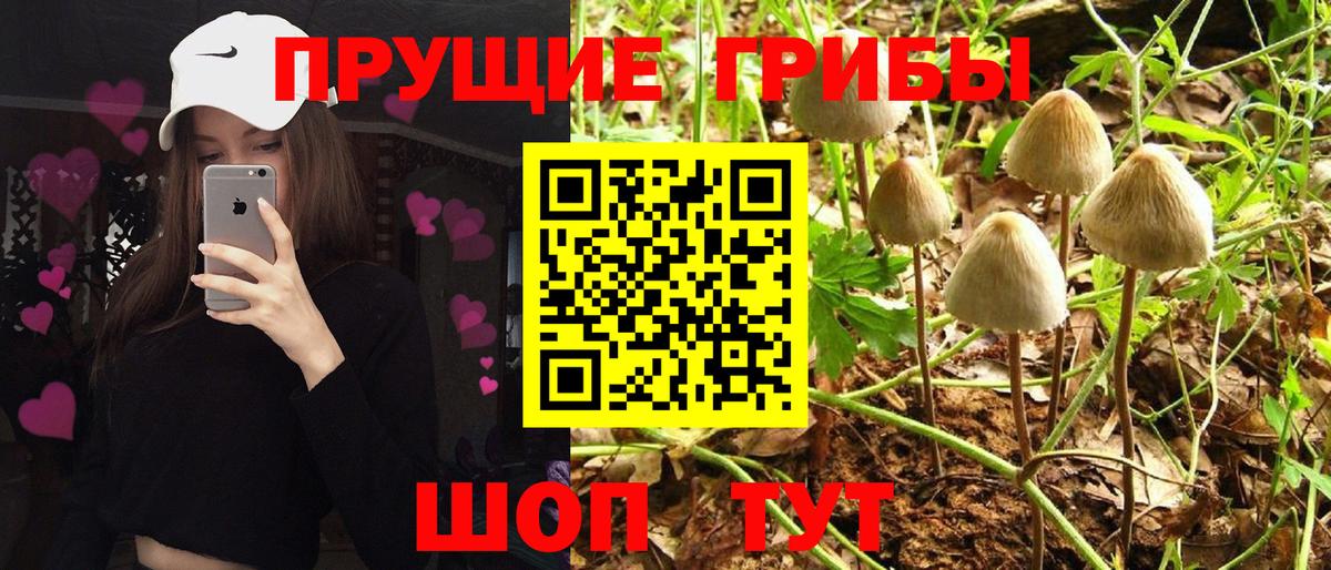 Псилоцибиновые грибы Psilocybe Псков